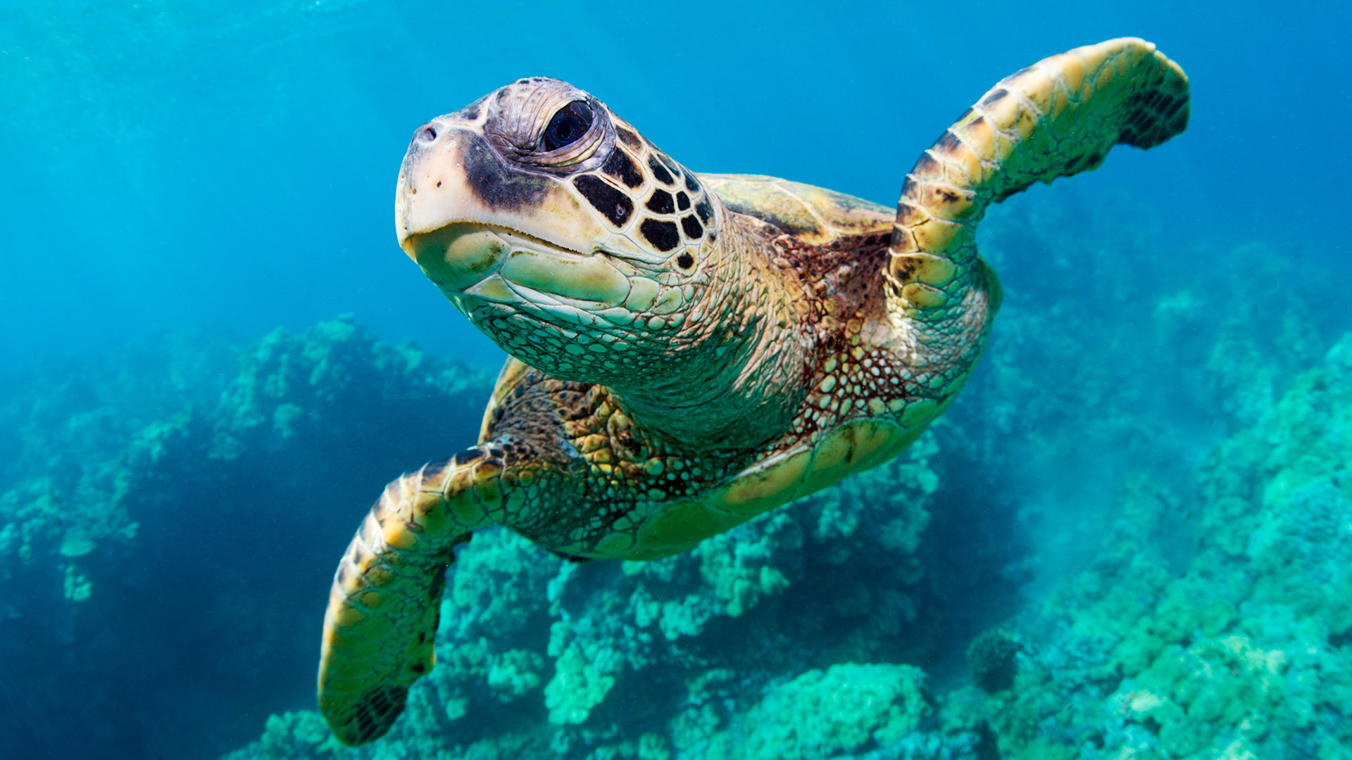 18 datos sorprendentes sobre la fauna de Arabia Saudí Página oficial