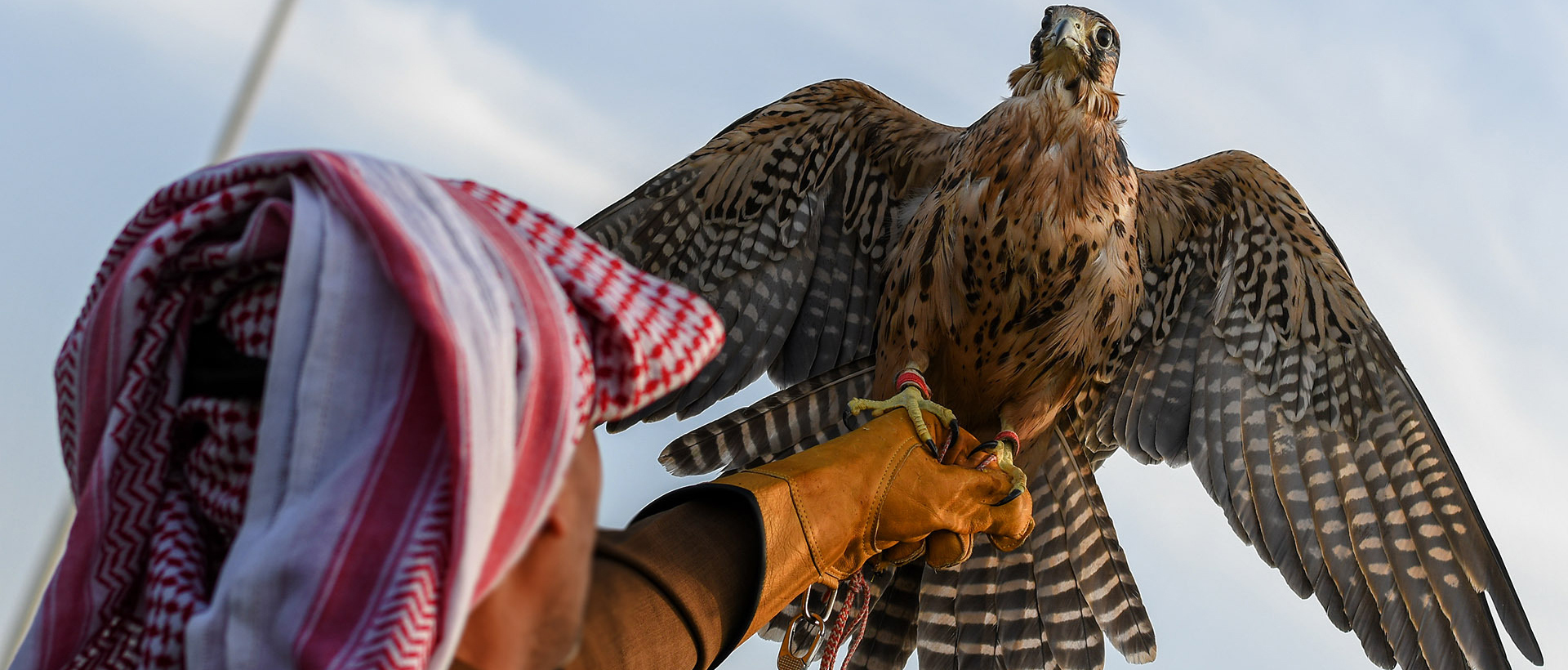 Saudi Kings With Falcons