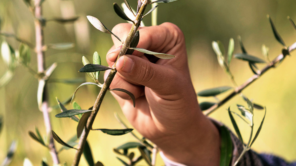 Why the Al Jouf Olive Farm Is a Pillar of Saudi Agriculture Visit