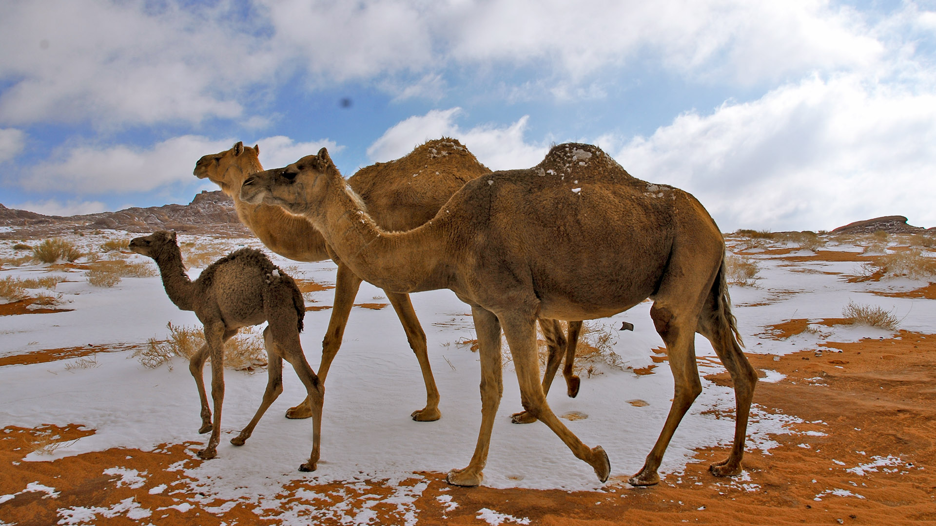 فيروز طريق المدينه تبوك