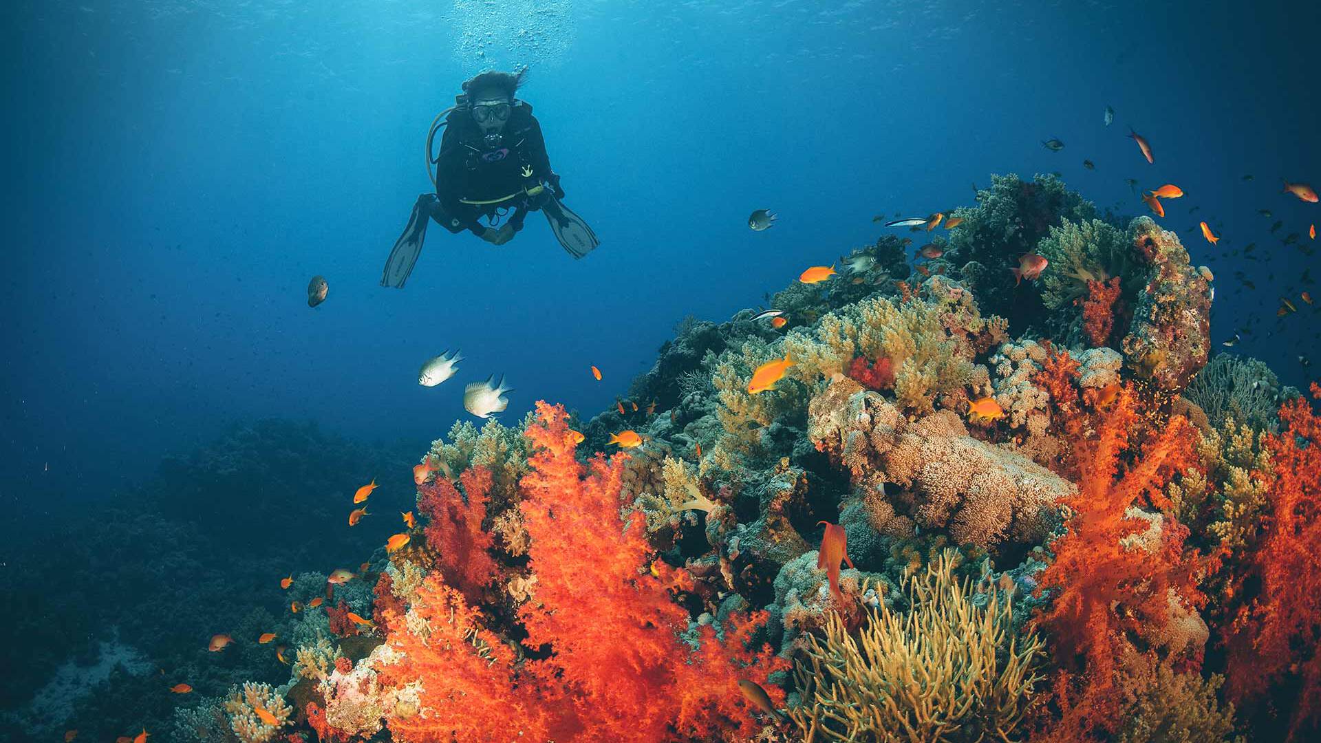 Scuba Diving Tours Visit Saudi Official site