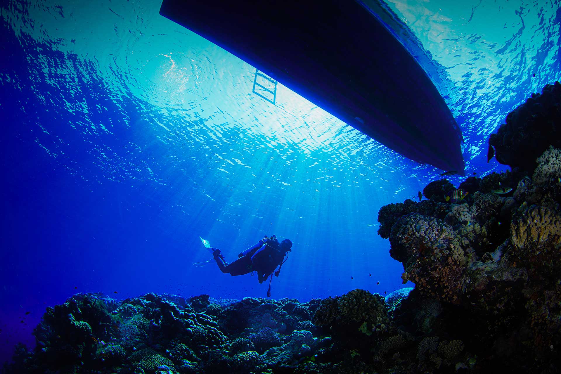Dive into Jeddah’s Top Scuba Sites Visit Saudi Official Website